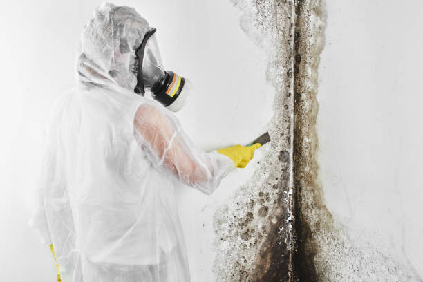 Best Certified Mold Removal  in Antigo, WI