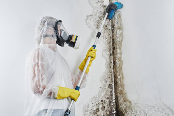 Best Toxic Mold Removal  in Antigo, WI