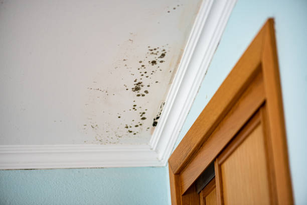 Best Residential Mold Removal  in Antigo, WI