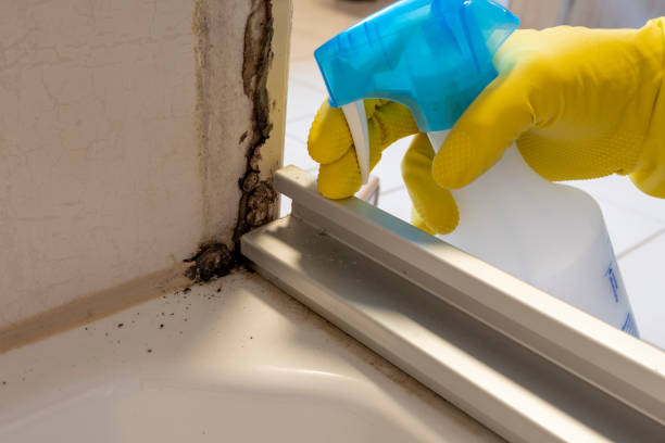 Best Local Mold Removal Service  in Antigo, WI