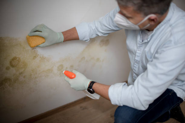 Best Office Mold Removal Services  in Antigo, WI