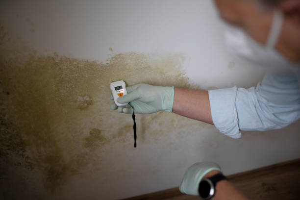 Trusted Antigo, WI Mold Removal Experts