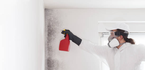 Best Office Mold Removal Services  in Antigo, WI